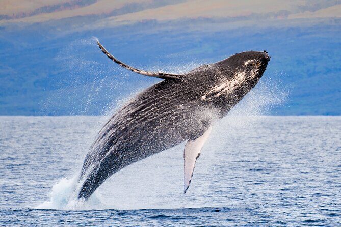 Maui Snorkel Sail Adventure with Lunch and Whale Watching - Key Points