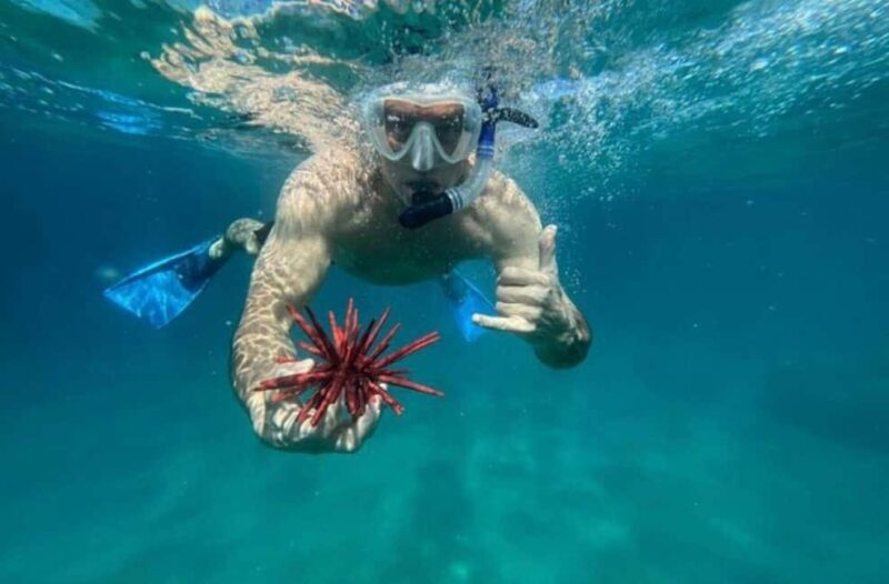 Maui: Snorkel with Turtles and Picnic Tour - A Detailed Look at the Maui Snorkel with Turtles and Picnic Tour