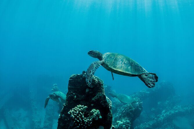 Maui Snorkeling Boat Tour to Turtle Town Aboard Quicksilver - Who Will Love This Tour?