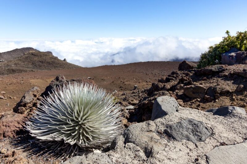 Maui: Sunrise & Breakfast Tour to Haleakala National Park - The Sum Up: Who Should Consider This Tour?