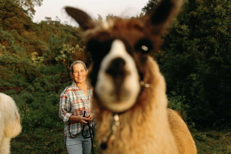 Maui: Sunset Llama Trek on Haleakala - An Authentic Maui Adventure with Unusual Charm