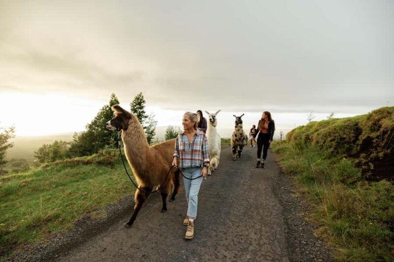 Maui: Sunset Llama Trek on Haleakala - What to Bring & Considerations
