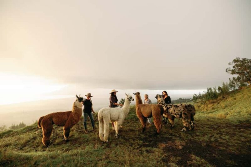 Maui: Sunset Llama Trek on Haleakala - Final Thoughts: Who Would Love This?