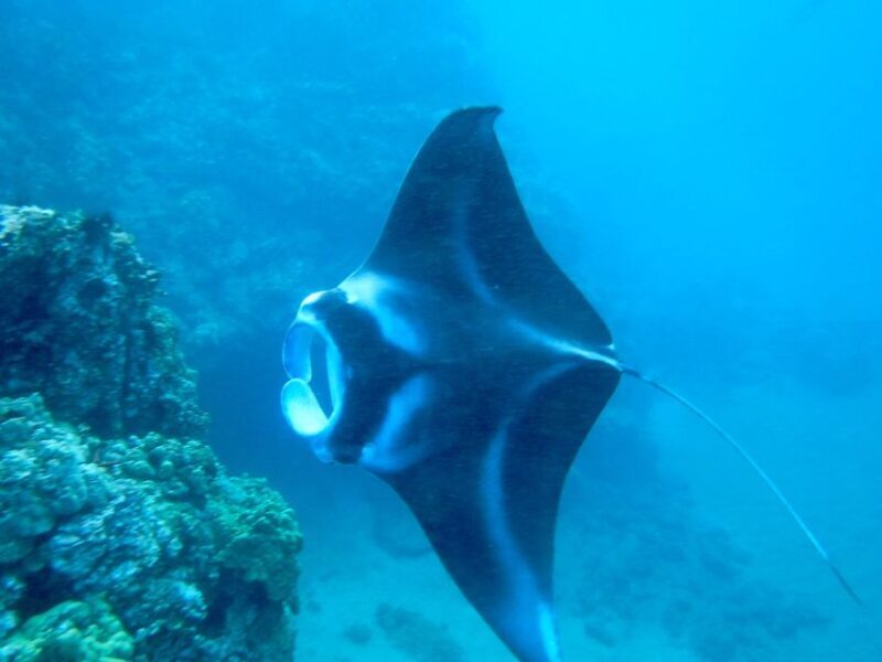 Maui: Turtle Town Kayak and Snorkel Tour - Maui: Turtle Town Kayak and Snorkel Tour