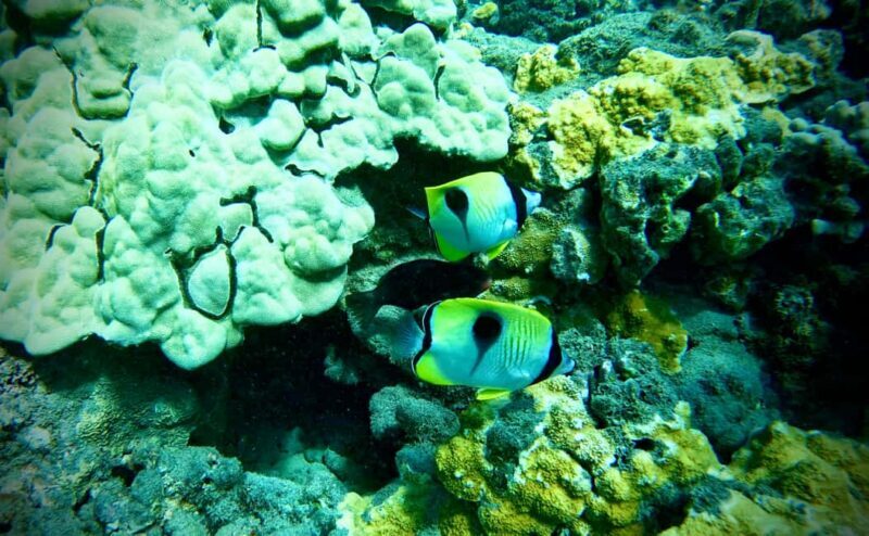 Maui: Turtle Town Snorkeling Tour with a Marine Biologist - Maui: Turtle Town Snorkeling Tour with a Marine Biologist