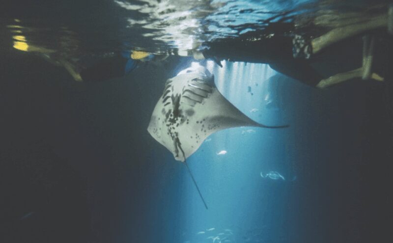 Maui: Turtle Town Sunset Glow Snorkel With Optional Photo - Practical tips for your sunset glow snorkel