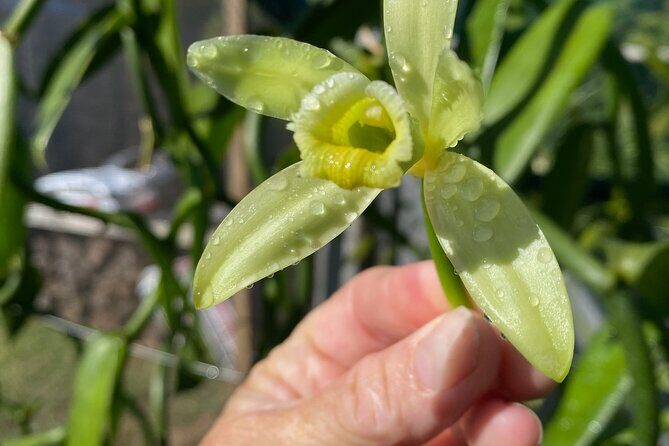 Maui Vanilla Farm Private Tour - Maui Vanilla Farm Private Tour: A Sweet and Authentic Taste of Hawaii