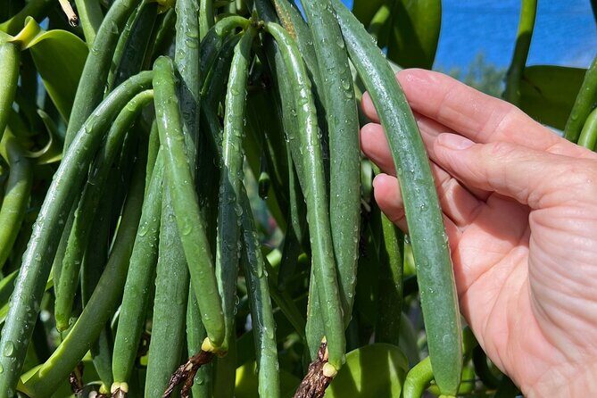 Maui Vanilla Farm Private Tour - Key Points