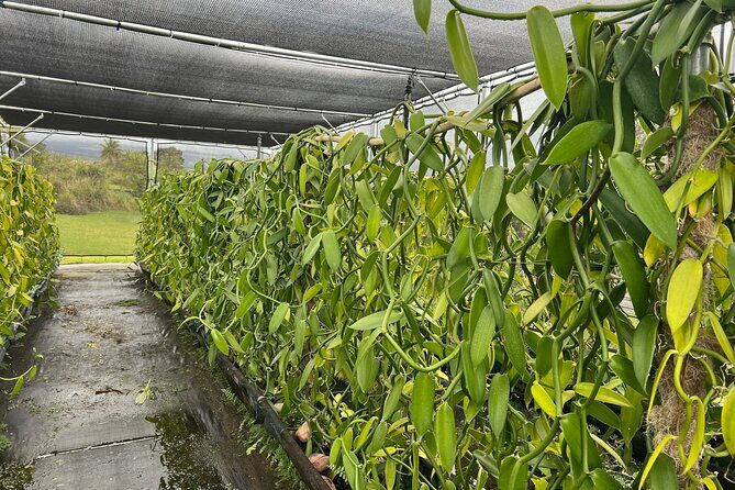 Maui Vanilla Farm Tour Discover Organic Farming and Tasting - Exploring Maui Vanilla Farm: A Deep Dive into the Experience