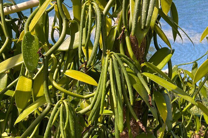 Maui Vanilla Farm Tour Discover Organic Farming and Tasting - FAQ