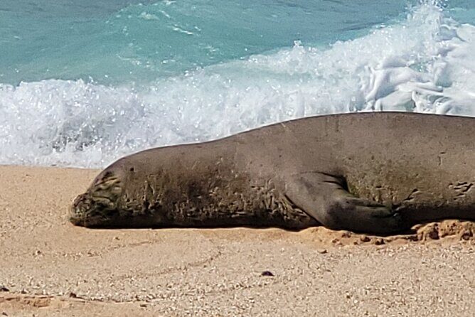 Maui's Only Clear Bottom Kayak Rental (priced per tandem kayak) - Who Will Love This Experience?