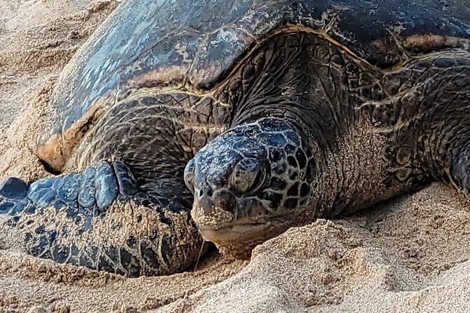 Maui's Only Clear Bottom Kayak Rental (priced per tandem kayak) - Frequently Asked Questions