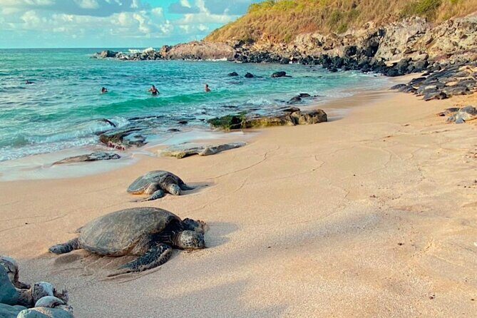 Mauis Sea Turtles, Waterfalls and Road to Hana Adventure - Authentic Experiences That Stand Out