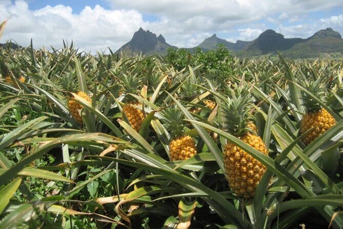 Mauka Warriors Luau, Rum Tasting and Dole Plantation Experience - An Authentic Taste of Oahu’s Flavors and Traditions