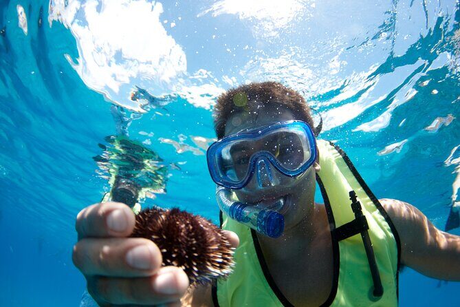 Mauna Kea 3hr Two Stop Sealife Snorkel Adventure - Discover the Big Island’s Underwater Treasures in Just 3 Hours
