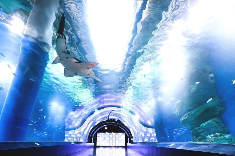 Maxell Aqua Park Shinagawa Ticket - An aquarium built around light and performance