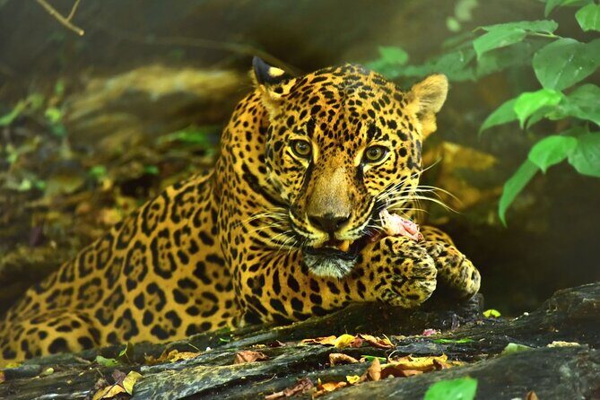 Maya Culture and History, Secluded Island and Animal Rescue Center at Maya Key - A Deep Dive into the Maya Key Experience