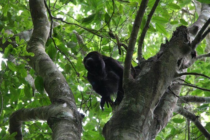 Mayan Adventure to Coba and Cenote and Punta Laguna from Valladolid - The Sum Up