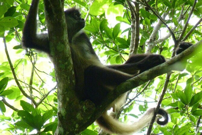 Mayan Adventure to Coba and Cenote and Punta Laguna from Valladolid - FAQ