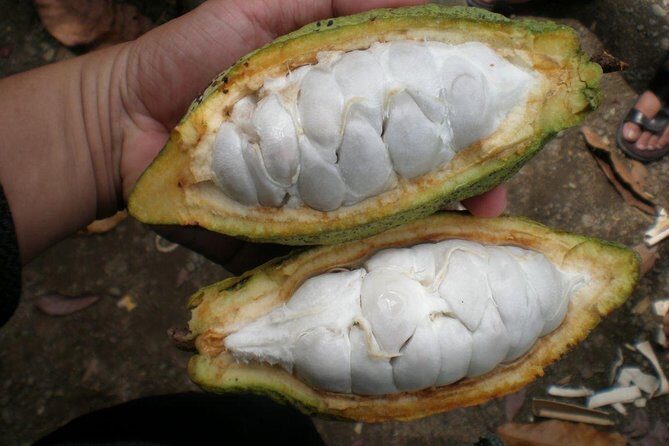 Mayan Chocolate Making & Waterfall Swimming From Placencia - A Closer Look at the Belizean Chocolate & Waterfall Tour