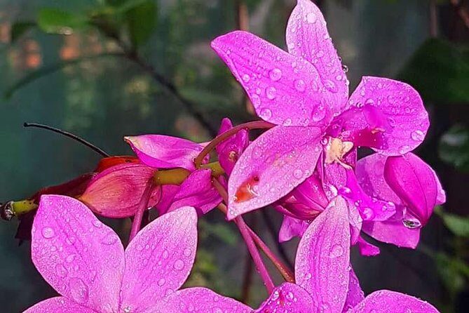 Mayan Eden Eco Wildlife Park, City Tour & Private Transfer - Key Points