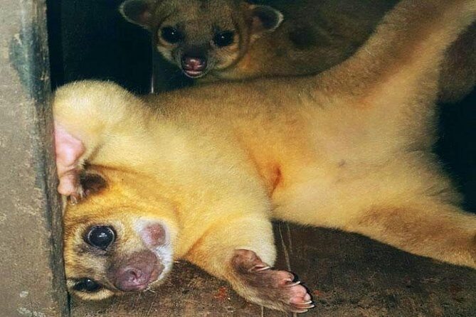 Mayan Eden Eco Wildlife Park, City Tour & Private Transfer - Why This Tour Works Well