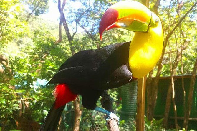 Mayan Eden Eco Wildlife Park, City Tour & Private Transfer - FAQs