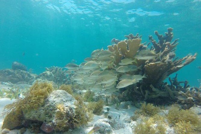 Mayan Jungle Tour Speed Boat Snorkel and Snack - FAQs