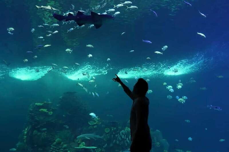 Mazatlan: Grand Aquarium Ticket and City Sightseeing Tour - An In-Depth Look at the Mazatlán Aquarium and City Tour