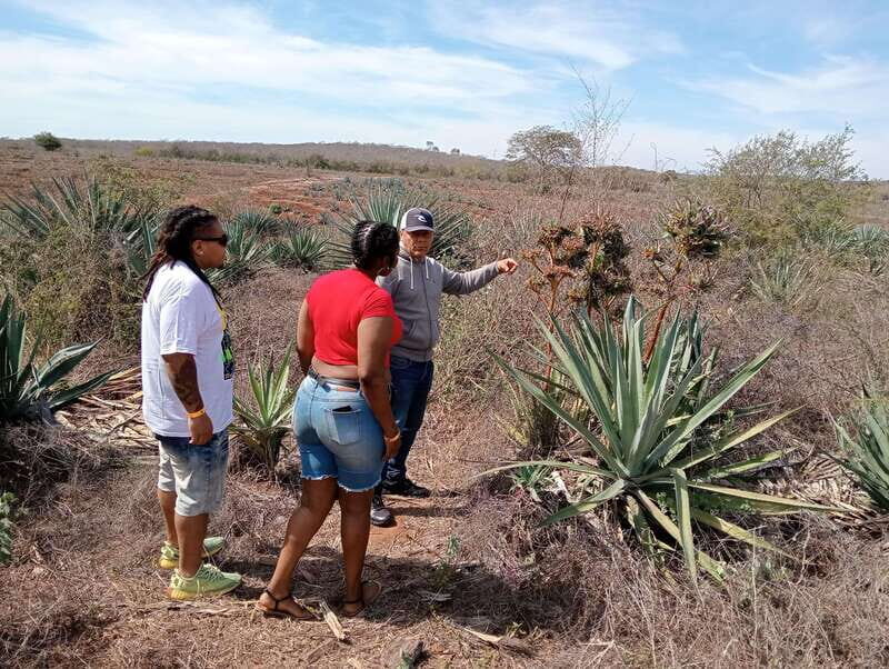 Mazatlan: Mezcal Factory Tour with Tasting and Lunch - Exploring the Heart of Mezcal at Mr. Lionso Ranch