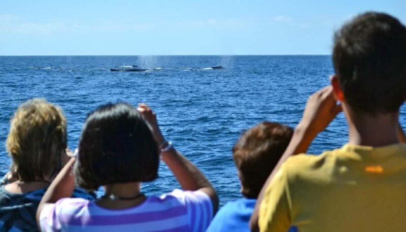 Mazatlán: Whale-Watching Boat Tour with Marine Experts - A Practical Guide to the Mazatlán Whale-Watching Experience