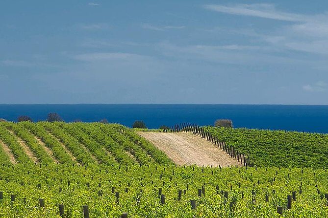 McLaren Vale Winery Small Group Tour with Wine Tasting and Lunch - Key Points