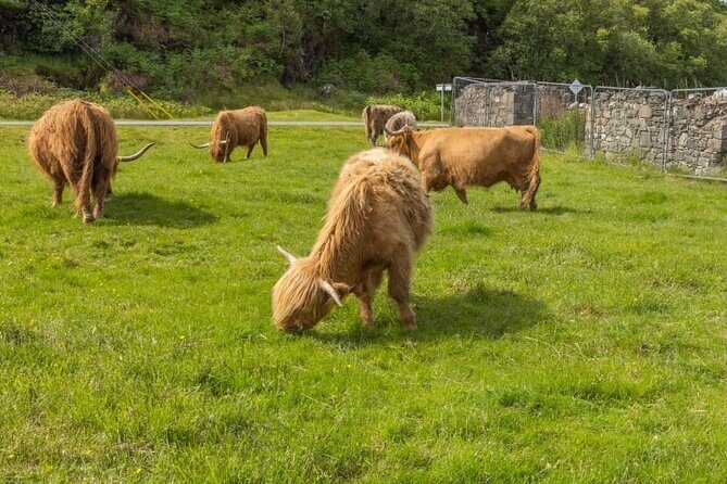 Meandering Through The Highlands of Scotland (West) - An In-Depth Look at the Highland Tour Experience