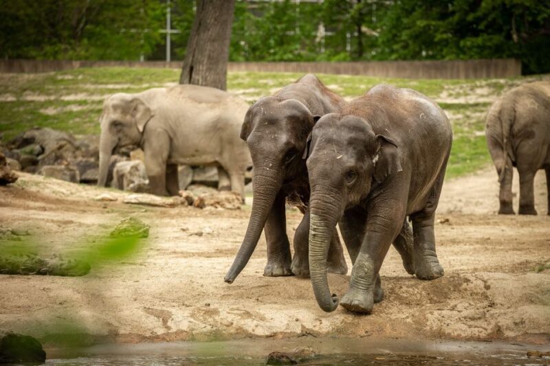 Mechelen: Planckendael ZOO Entry Ticket - Experience the Wildlife of Mechelen at Planckendael Zoo