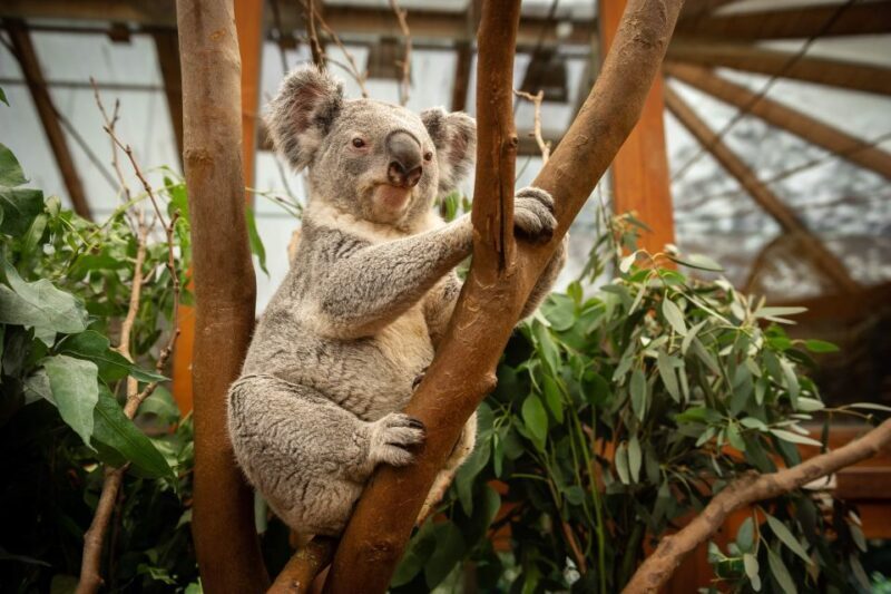 Mechelen: Planckendael ZOO Entry Ticket - Who Will Enjoy This Zoo Most?