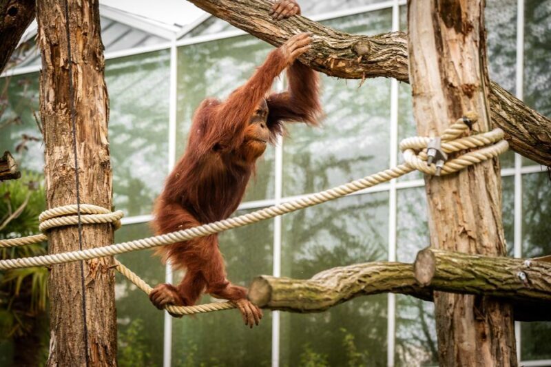 Mechelen: Planckendael ZOO Entry Ticket - Final Thoughts