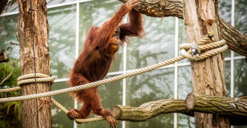 Mechelen: Planckendael ZOO Entry Ticket - FAQ