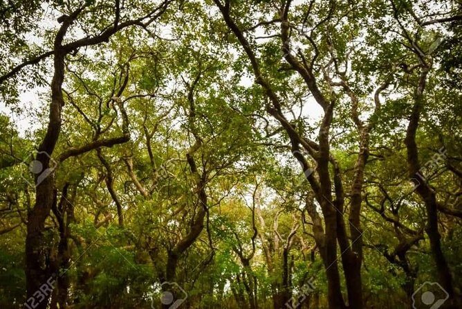Mechrey Floating Village Tour & Mangrove from Siem Reap - Final Thoughts: Why This Tour is Worth Considering