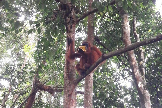 Medan - Bukit Lawang Fullday Tour - An Honest Look at the Medan - Bukit Lawang Fullday Tour