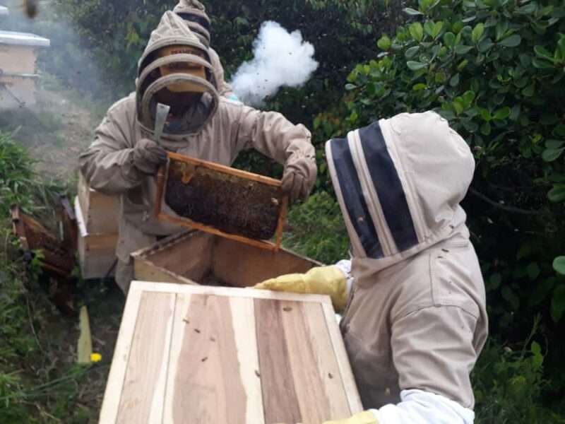 MEDELLÍN: Beekeeping Experience in coffee farm - Exploring the Beekeeping Experience in Detail