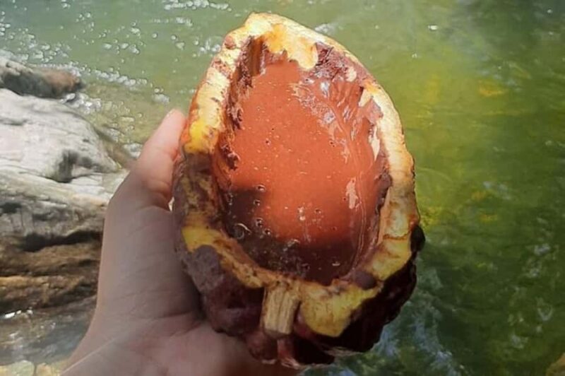 Medellin: Chocolate Roads Tour with Waterfall Experience - Key Points