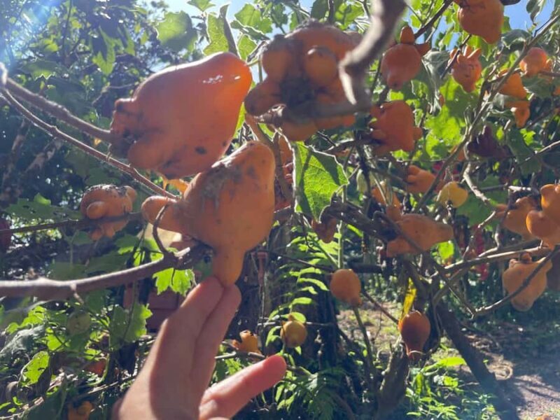 MEDELLÍN: CHOCOLATE TOUR & EXFOLIATION IN BEAUTIFUL RIVER! - FAQ