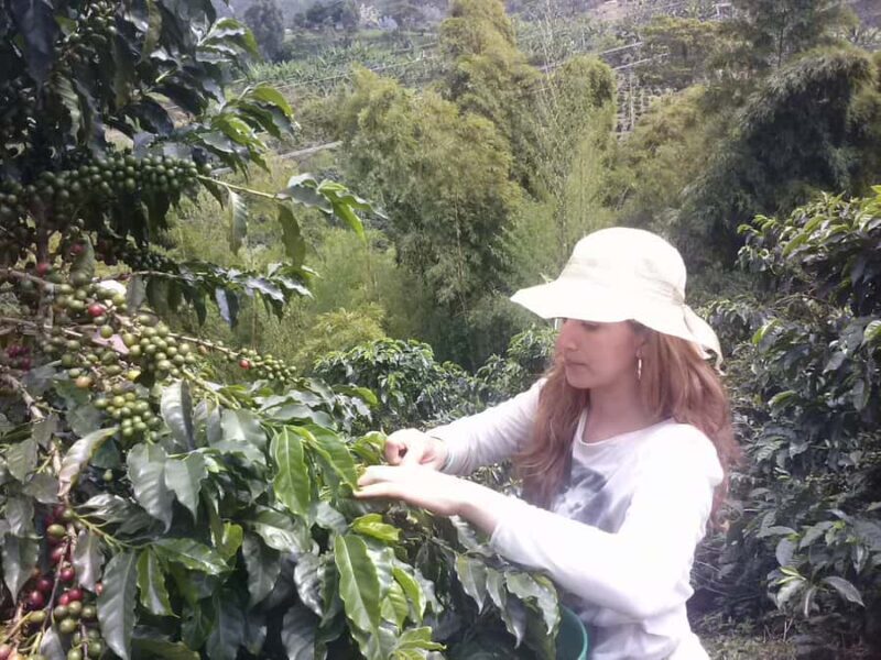 Medellin: Coffee Experience and Workshop - Medellín: Coffee Experience and Workshop