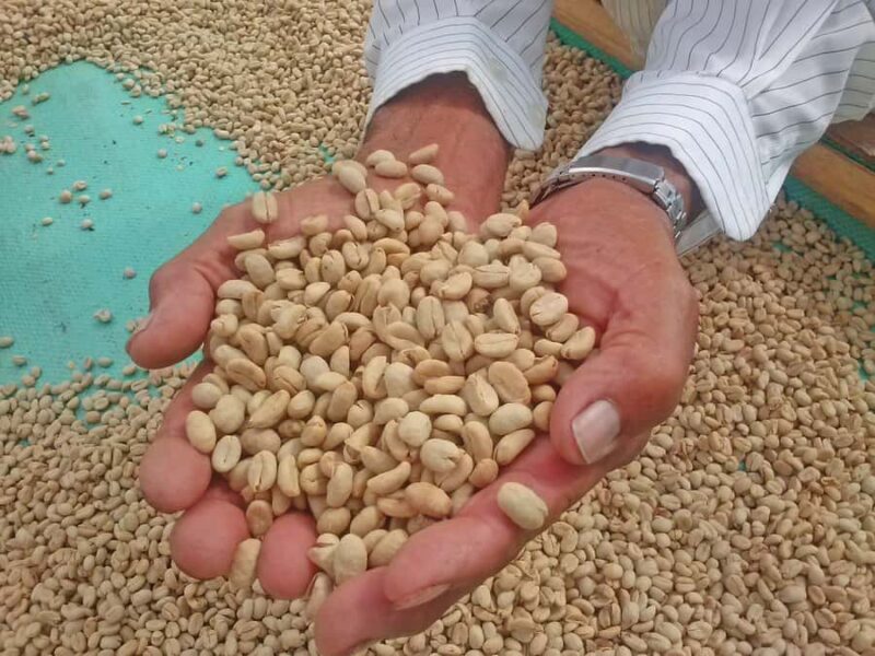 Medellin: Coffee Experience and Workshop - Key Points