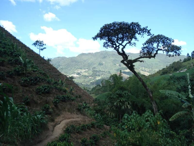 Medellin: Coffee Experience and Workshop - The Sum Up: Is This Tour Right for You?