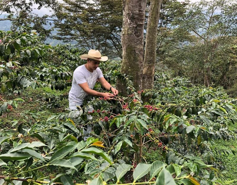 Medellin: Coffee Farm Tour with Tasting and Lunch - A Closer Look at the Coffee Farm Tour Experience
