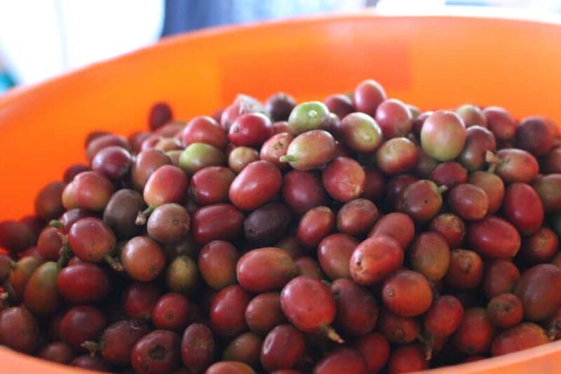 Medellin: Coffee Tour with Hotel Transfers and Meals - Frequently Asked Questions