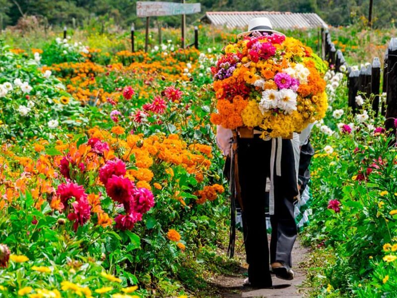 Medellín: Flower Farm & Silletero History Tour - Overview of the Medellín: Flower Farm & Silletero History Tour