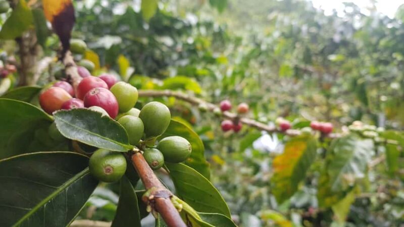 Medellin: Guatape, El Peñol Coffee Farm Private Tour & Fruit - An In-Depth Look at the Tour