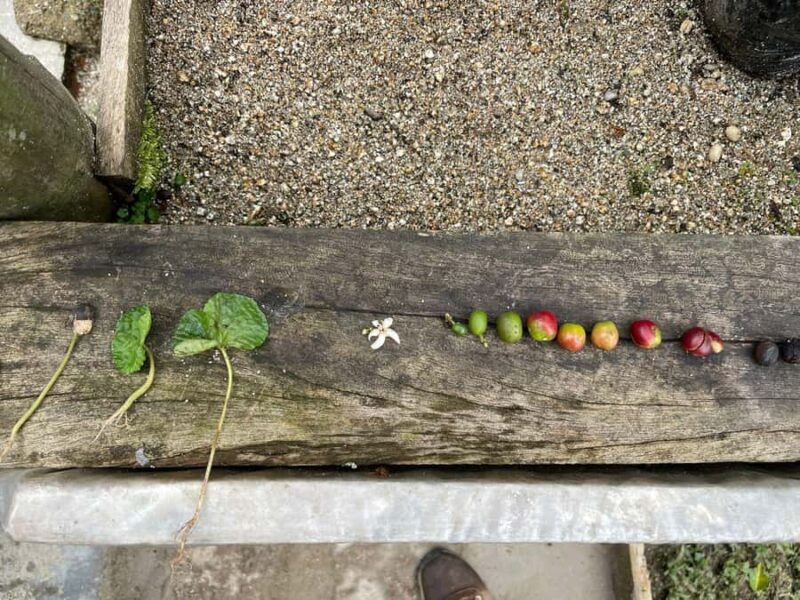 MEDELLÍN: HALF-DAY COFFEE TOUR AT LOCAL FAMILY FARM - In Summary